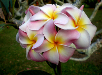 (image for) Marshmallow Plumeria Seeds (6 Seeds)